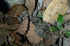 DPP - Pantanal - Scinax acuminatus - B