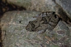 DPP - Pantanal - Scinax acuminatus - C