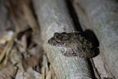 DPP - Pantanal - Scinax acuminatus - D