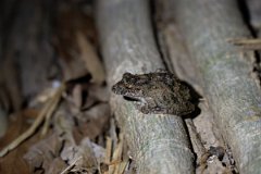 DPP - Pantanal - Scinax acuminatus - E