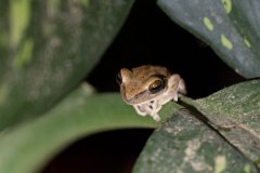 DPP - Pantanal - Scinax fuscovarius - A