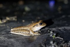 DPP - Pantanal - Scinax fuscovarius - B