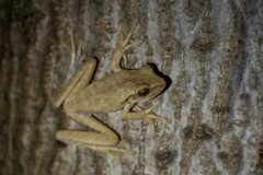 DPP - Pantanal - Scinax fuscovarius - D