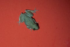 DPP - Pantanal - Scinax nasicus - A