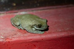 DPP - Pantanal - Trachycephalus typhonius - A