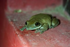 DPP - Pantanal - Trachycephalus typhonius - B