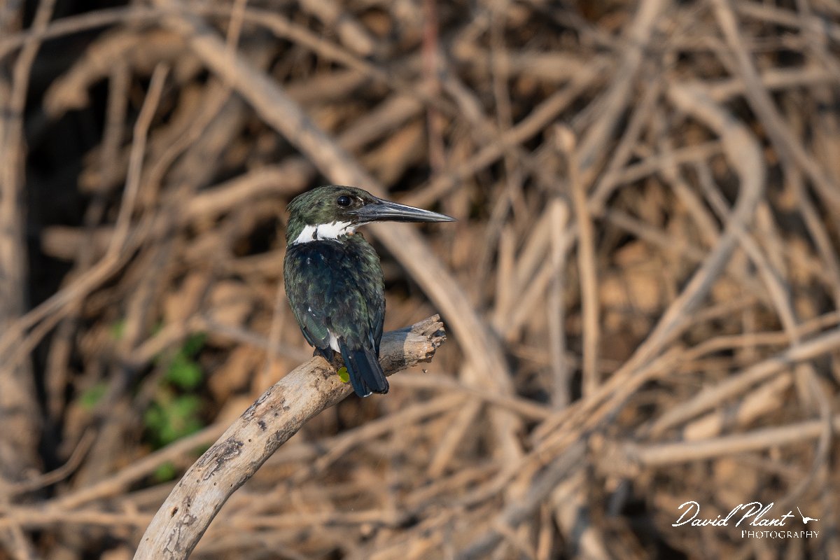 DPPhotography - Pantanal - Amazon kingfisher - A.jpg - Amazon kingfisher - Pantanal, Brazil