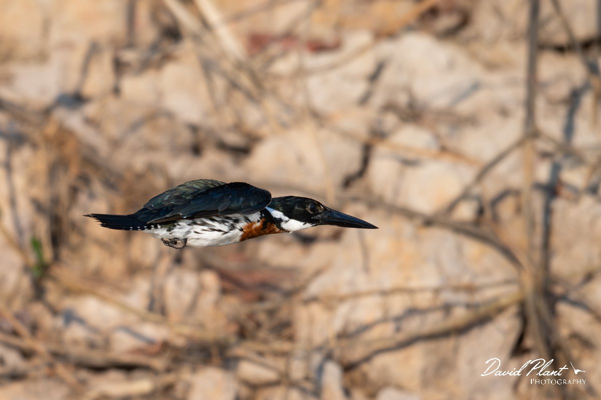 DPPhotography - Pantanal - Amazon kingfisher - B.jpg - Amazon kingfisher - Pantanal, Brazil