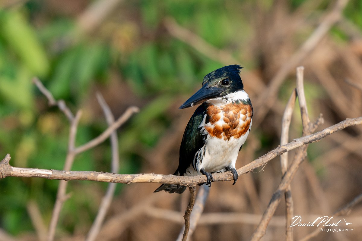 DPPhotography - Pantanal - Amazon kingfisher - C.jpg - Amazon kingfisher - Pantanal, Brazil
