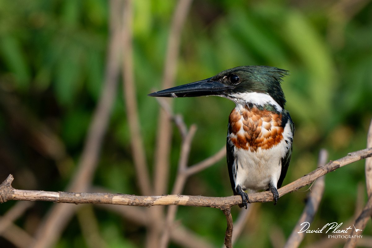 DPPhotography - Pantanal - Amazon kingfisher - D.jpg - Amazon kingfisher - Pantanal, Brazil