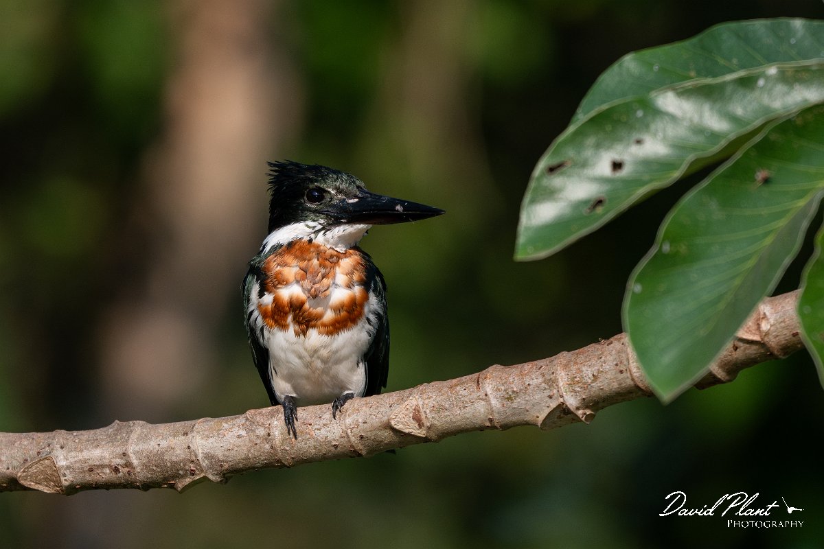DPPhotography - Pantanal - Amazon kingfisher - E.jpg - Amazon kingfisher - Pantanal, Brazil