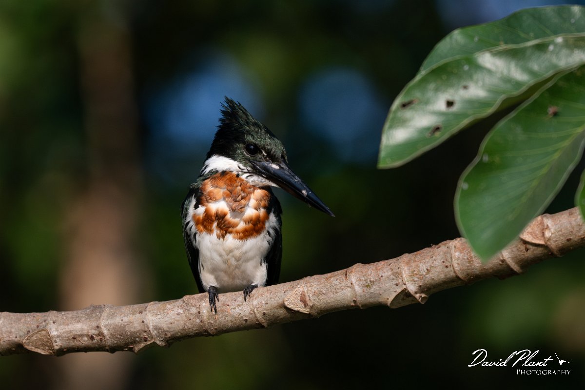 DPPhotography - Pantanal - Amazon kingfisher - F.jpg - Amazon kingfisher - Pantanal, Brazil
