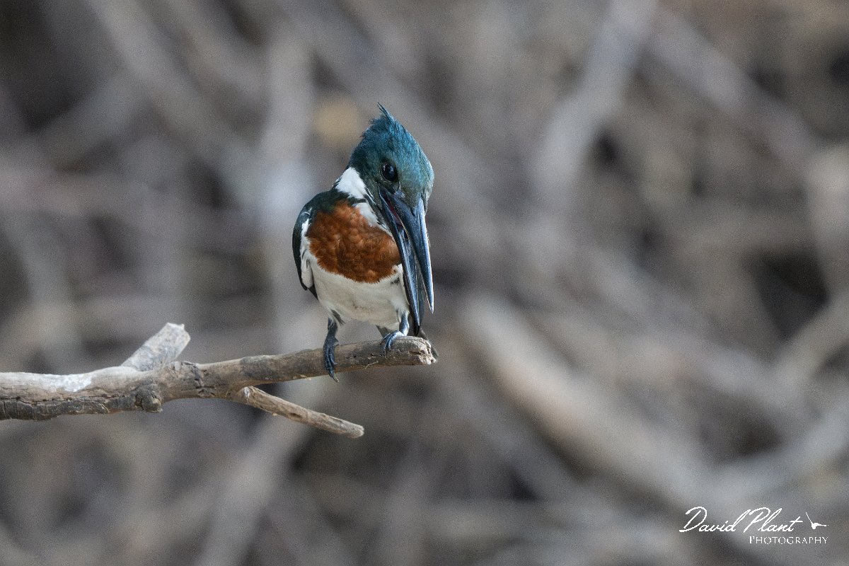 DPPhotography - Pantanal - Amazon kingfisher - G.jpg - Amazon kingfisher - Pantanal, Brazil
