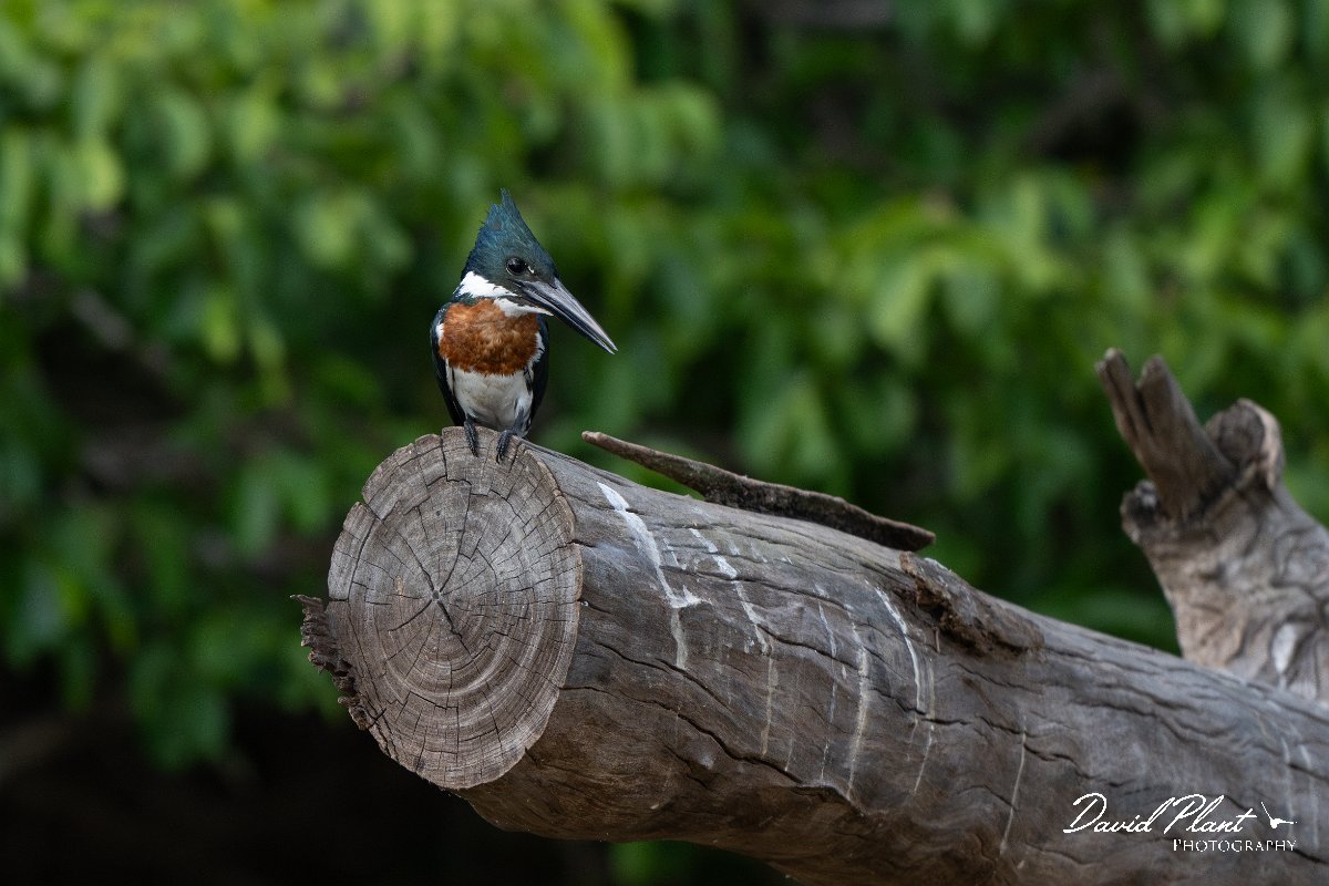 DPPhotography - Pantanal - Amazon kingfisher - H.jpg - Amazon kingfisher - Pantanal, Brazil