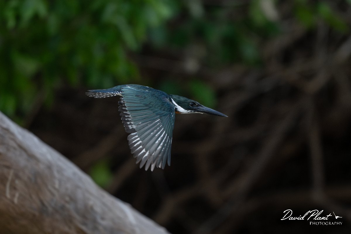 DPPhotography - Pantanal - Amazon kingfisher - I.jpg - Amazon kingfisher - Pantanal, Brazil