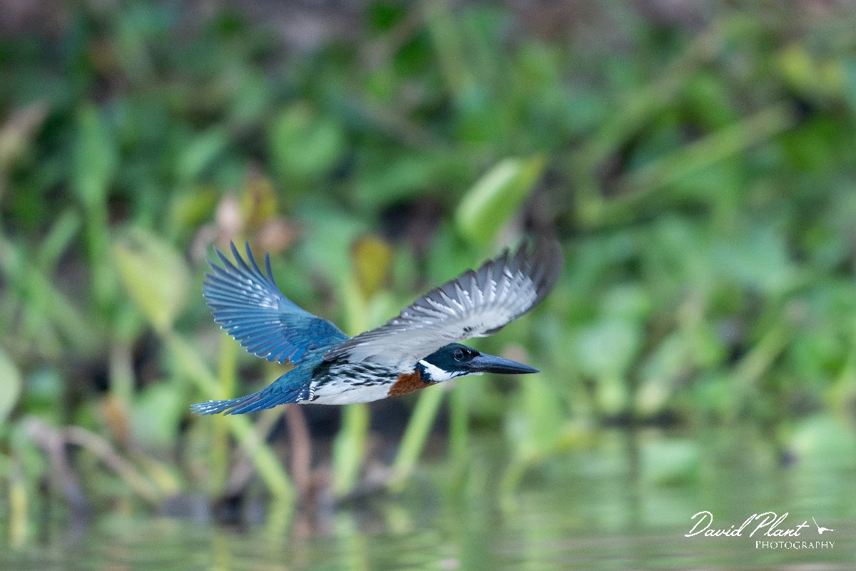 DPPhotography - Pantanal - Amazon kingfisher - J.jpg - Amazon kingfisher - Pantanal, Brazil