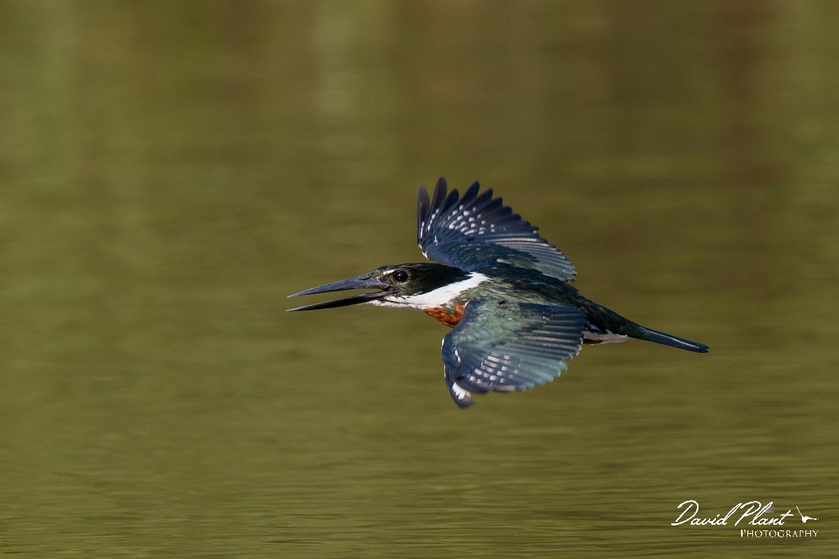 DPPhotography - Pantanal - Amazon kingfisher - K.jpg - Amazon kingfisher - Pantanal, Brazil