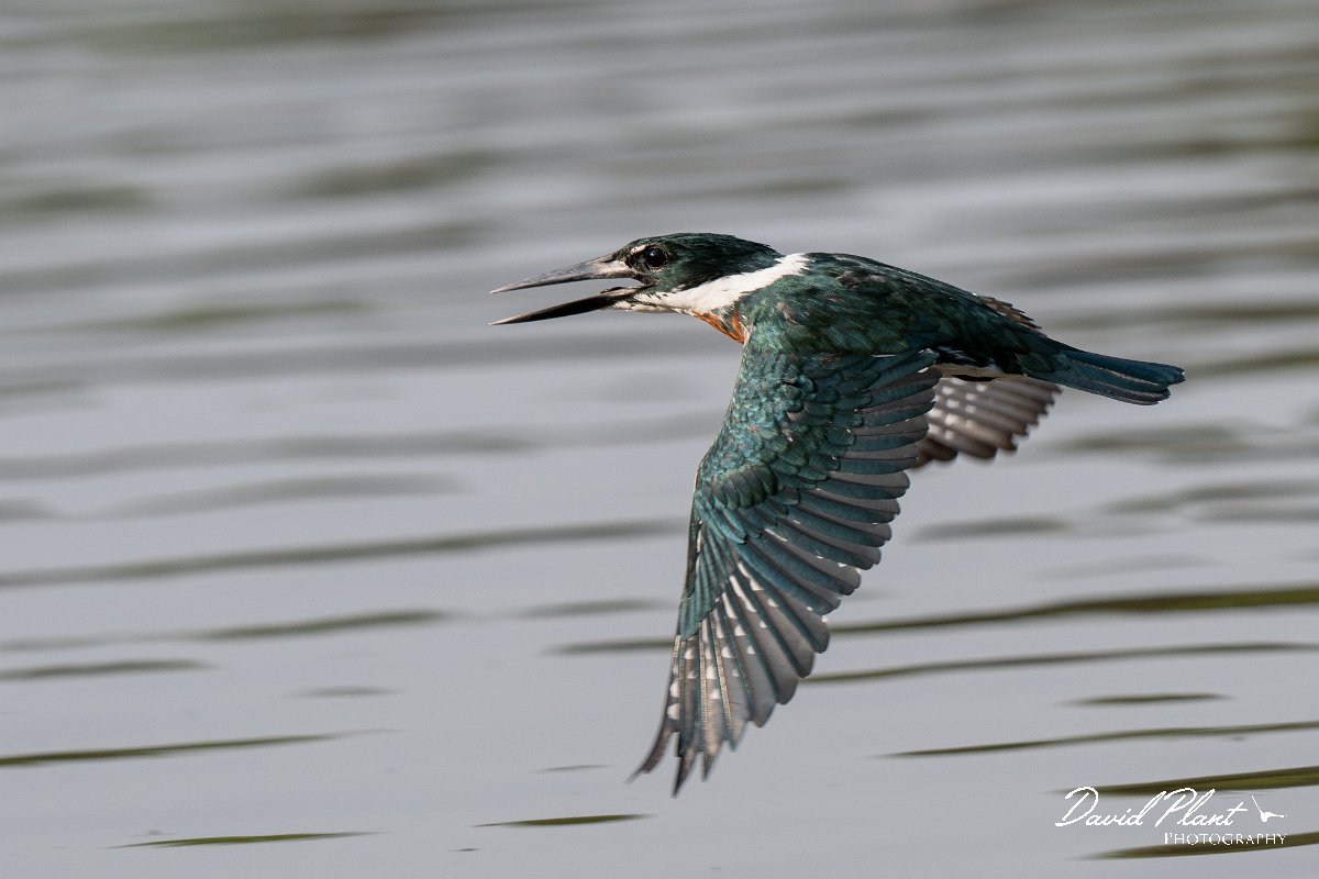 DPPhotography - Pantanal - Amazon kingfisher - M.jpg - Amazon kingfisher - Pantanal, Brazil