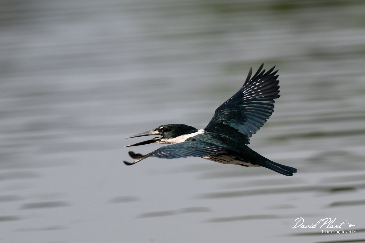 DPPhotography - Pantanal - Amazon kingfisher - N.jpg - Amazon kingfisher - Pantanal, Brazil