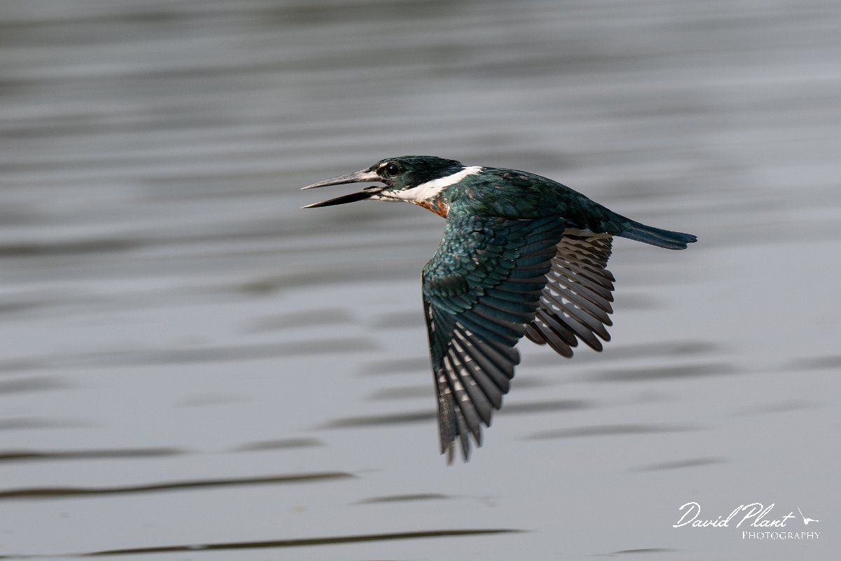 DPPhotography - Pantanal - Amazon kingfisher - O.jpg - Amazon kingfisher - Pantanal, Brazil