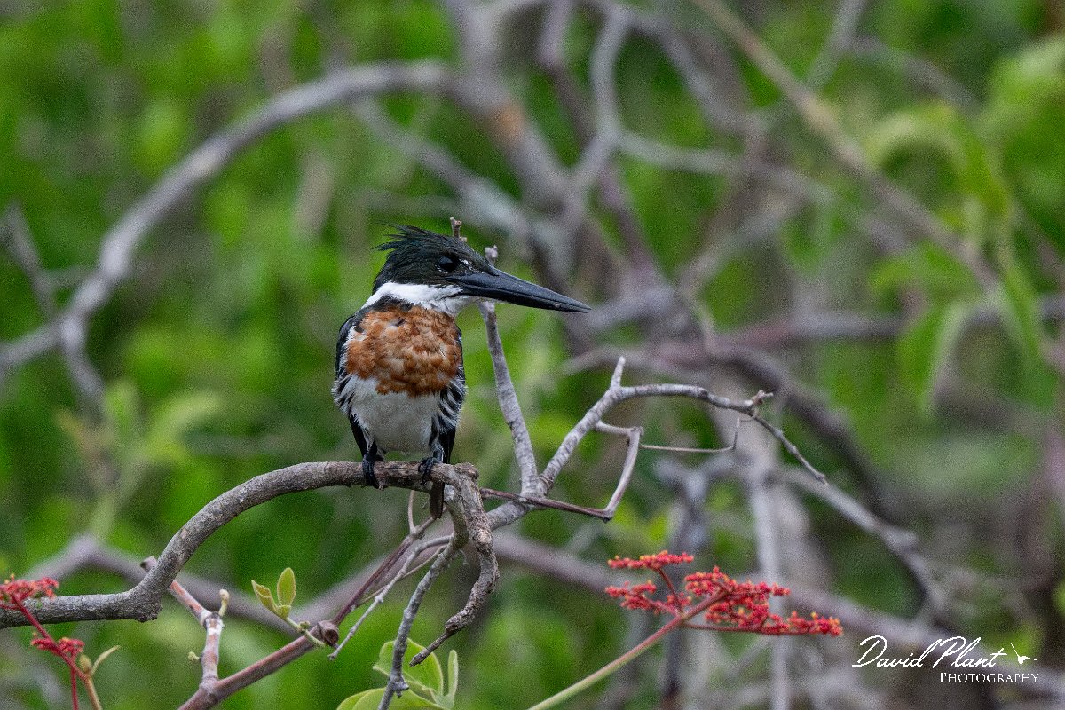 DPPhotography - Pantanal - Amazon kingfisher - P.jpg - Amazon kingfisher - Pantanal, Brazil