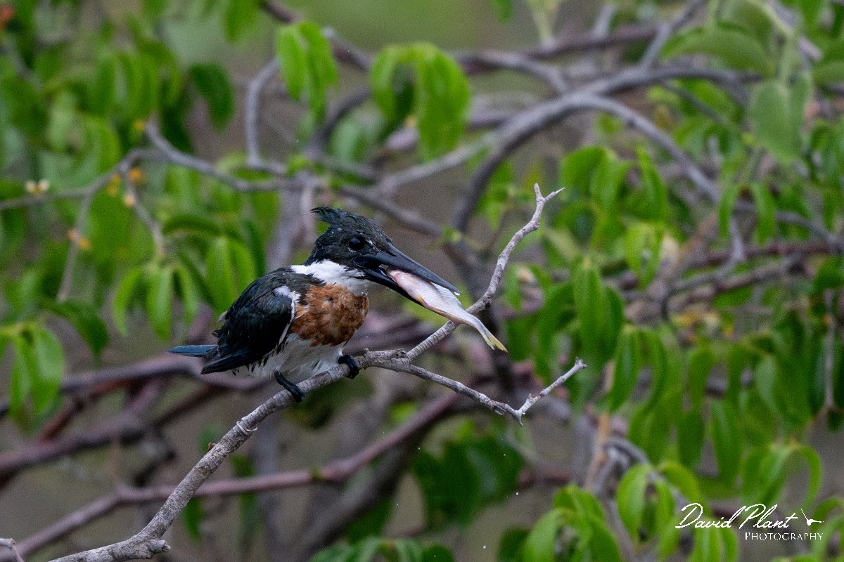 DPPhotography - Pantanal - Amazon kingfisher - Q.jpg - Amazon kingfisher - Pantanal, Brazil