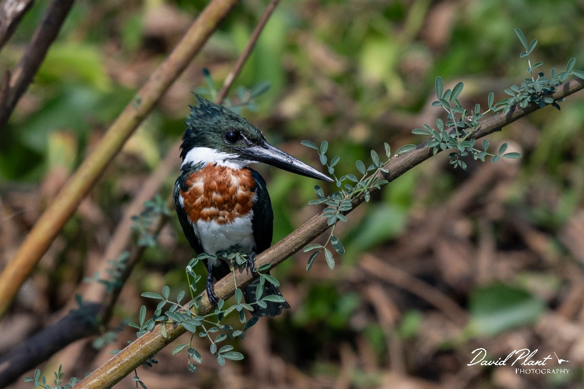 DPPhotography - Pantanal - Amazon kingfisher - S.jpg - Amazon kingfisher - Pantanal, Brazil