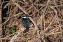 DPPhotography - Pantanal - Amazon kingfisher - A