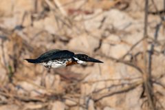 DPPhotography - Pantanal - Amazon kingfisher - B