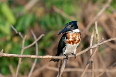 DPPhotography - Pantanal - Amazon kingfisher - C