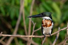 DPPhotography - Pantanal - Amazon kingfisher - D