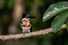 DPPhotography - Pantanal - Amazon kingfisher - E
