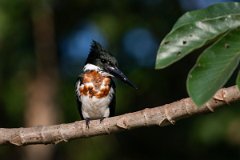 DPPhotography - Pantanal - Amazon kingfisher - F