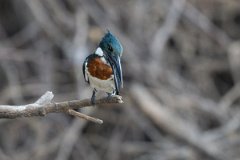 DPPhotography - Pantanal - Amazon kingfisher - G
