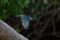 DPPhotography - Pantanal - Amazon kingfisher - I