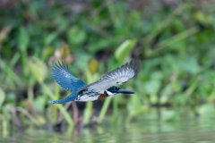 DPPhotography - Pantanal - Amazon kingfisher - J