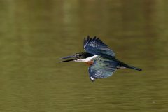 DPPhotography - Pantanal - Amazon kingfisher - K