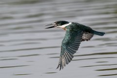 DPPhotography - Pantanal - Amazon kingfisher - M
