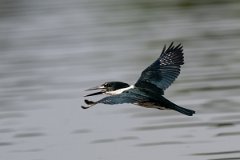 DPPhotography - Pantanal - Amazon kingfisher - N