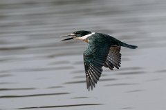 DPPhotography - Pantanal - Amazon kingfisher - O