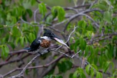 DPPhotography - Pantanal - Amazon kingfisher - Q