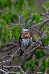 DPPhotography - Pantanal - Amazon kingfisher - R