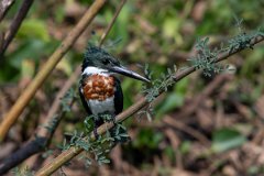 DPPhotography - Pantanal - Amazon kingfisher - S