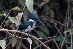DPPhotography - Pantanal - Amazon kingfisher - T