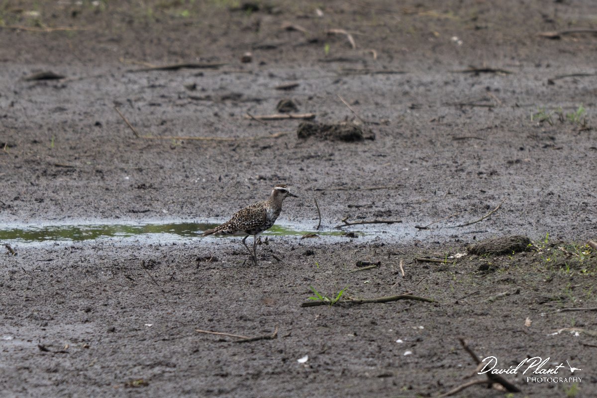DPPhotography - Pantanal - American golden plover- A.jpg - American golden plover - Pantanal, Brazil