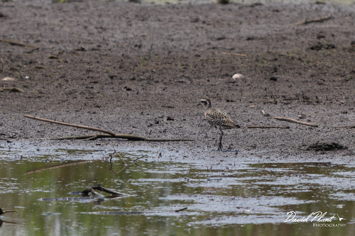 DPPhotography - Pantanal - American golden plover- B.jpg - American golden plover - Pantanal, Brazil
