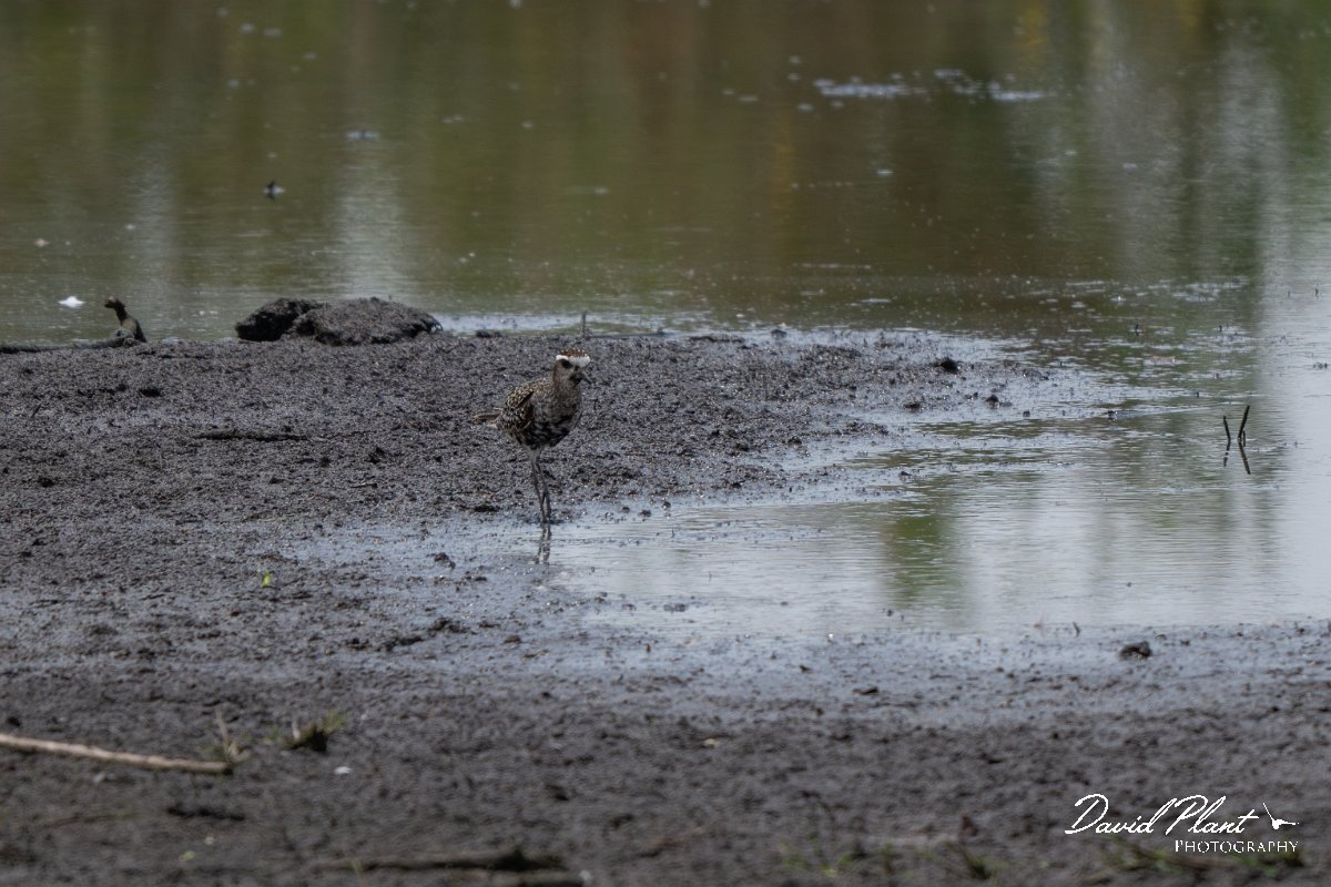 DPPhotography - Pantanal - American golden plover- C.jpg - American golden plover - Pantanal, Brazil