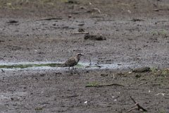 DPPhotography - Pantanal - American golden plover- A