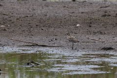 DPPhotography - Pantanal - American golden plover- B