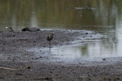 DPPhotography - Pantanal - American golden plover- C